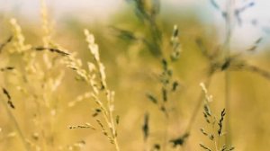 Футаж — Сверчки и кузнечики в полевой траве. Поле. Футажи (footage) красивая природа [FullHD]