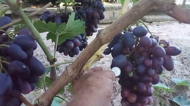 виноград Красная роза - обзор смотреть онлайн
