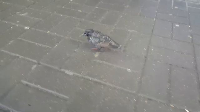 Скворец обычный - зима пришла - Скворцы остались... смотреть онлайн