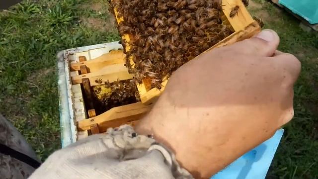 Зимовка в нуклеусах. Продолжение большого эксперимента смотреть онлайн