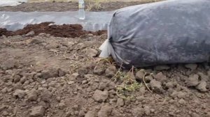 Посадка плантации голубики. От А до Я.