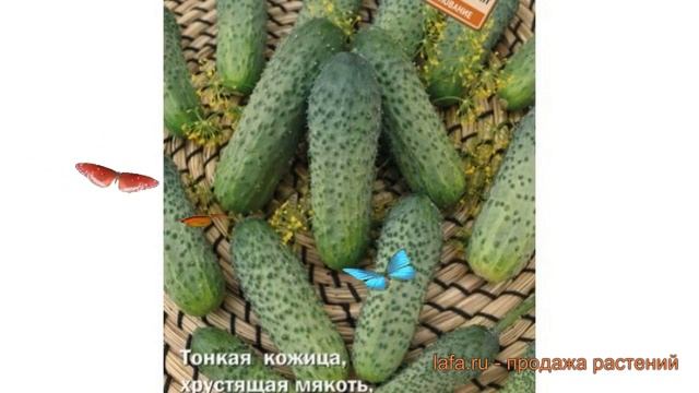 Огурец обыкновенный Дачный посол F1 ? обзор: как сажать, семена огурца Дачный посол F1 смотреть онлайн