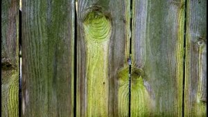 Сектор Газа  Зеленая Ограда