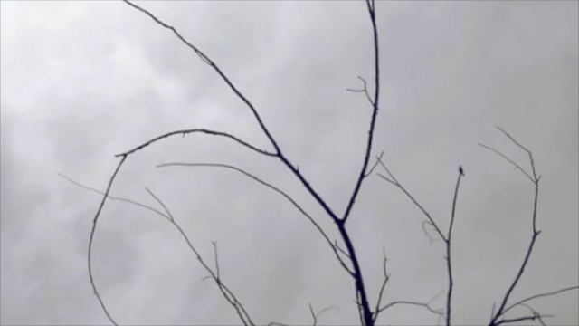 Edwin Clarence Graves - Shadow of a Bird смотреть онлайн