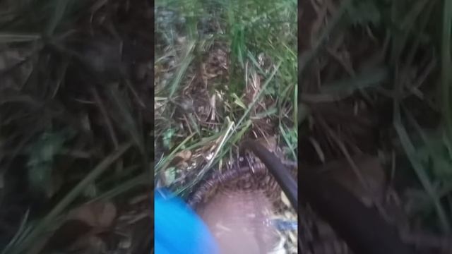 Собираем грибы смотреть онлайн