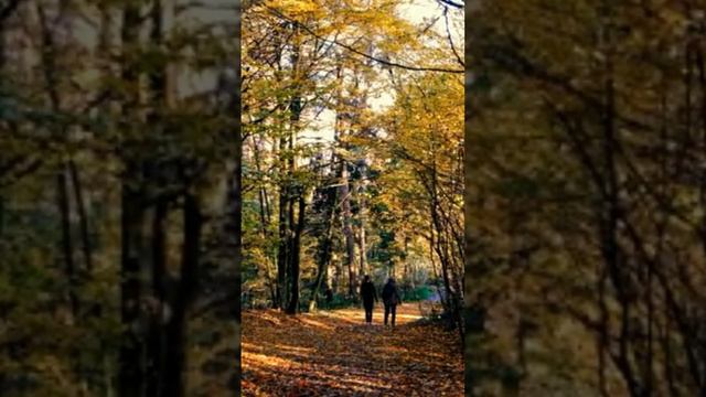 Autumn#Осеннийлес,🏞️🍁🍂#природа,#лес, #осень, #прогулкаполесу,#музыка🎶🎵... смотреть онлайн