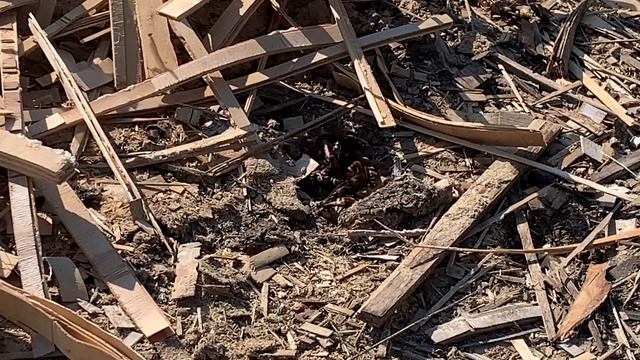 Шершни поедают сородича смотреть онлайн