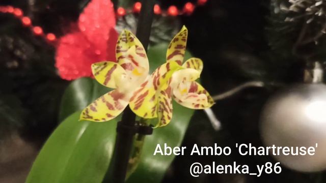 Phal. Phal. Aber Ambo 'Chartreuse' смотреть онлайн