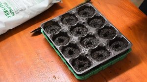 Портулак без пикировки . от посева до цветения