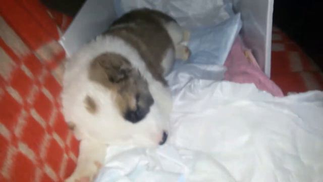 САО. Алабай/ ВОЛКОДАВ к новым хозяемам поехали. Спим всю дорогу. 31 октября 2017 г. смотреть онлайн