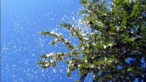 ВИА Орион Тополя