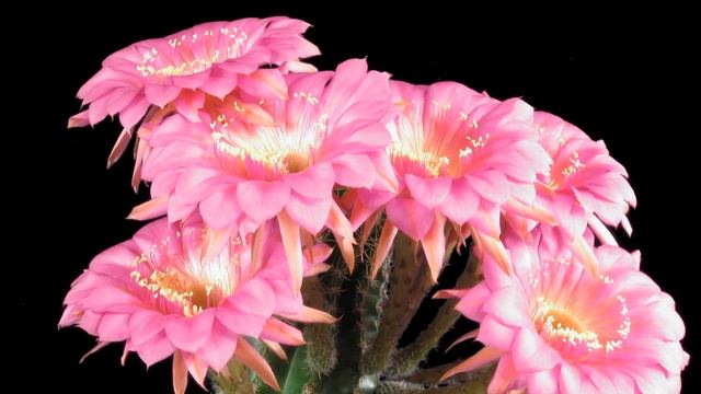 Jealousy x Oracle смотреть онлайн