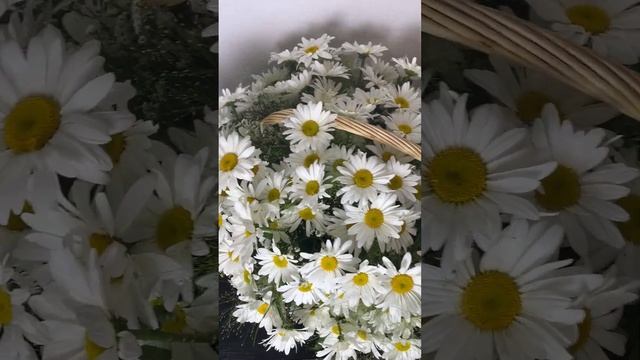 Корзина из 151 крупной ромашки смотреть онлайн