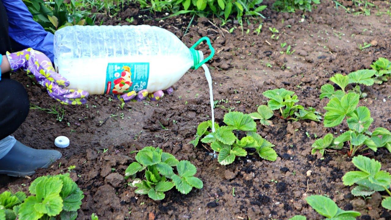 Эта подкормка для клубники превосходит самые смелые ожидания. На ней ягода самая крупная и сладкая. смотреть онлайн