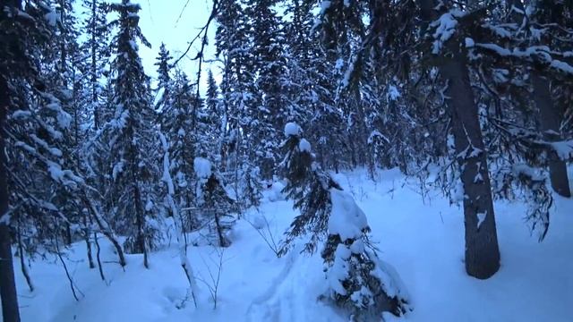 ОХОТА И РЫБАЛКА В ТАЙГЕ / Охота на куницу капканами / Жерлицы на налима и щук / Таежный быт Часть смотреть онлайн