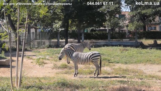 Лучшие зоопарки мира Гавана Куба смотреть онлайн