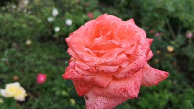 Каскадная лестница и долина роз ? Кисловодск смотреть онлайн