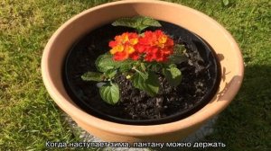 Цветок лантана — посадка и размножение