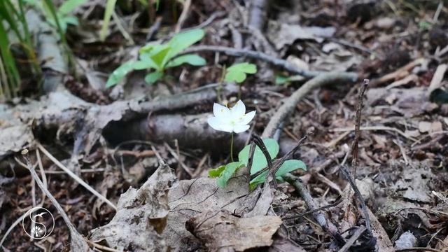 Voices of birds in the spring forest. Live sounds of nature for relaxation, sleep