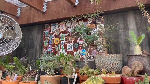 Rainy Day LA :#Cactus And #Succulent Collector #greenhouse Tech With Special Guest. @_selegna_sol_