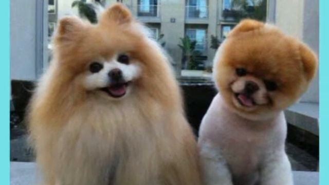 Берегите Животных😺 смотреть онлайн