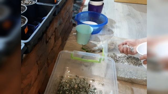 Адениум в цеолите. Пора заглянуть в корни. Выращивание адениума. Цеолит для растений смотреть онлайн