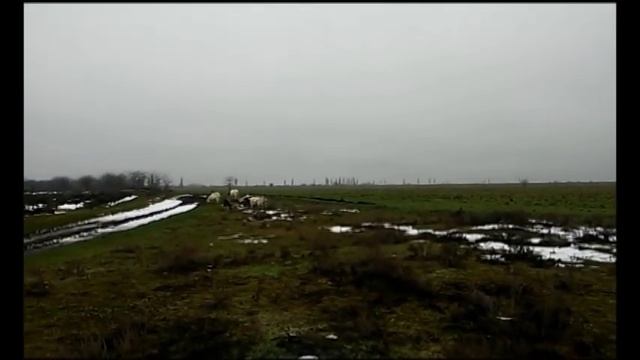 Козы:подхвостка, болезни, витамины, кальций, питание перед окотом и прочее... смотреть онлайн