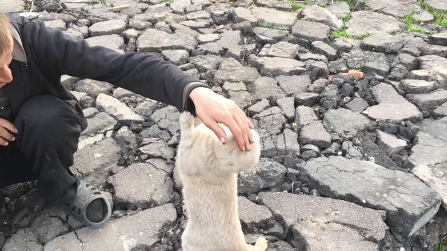 Кот тащится от зубной пасты ... смотреть онлайн