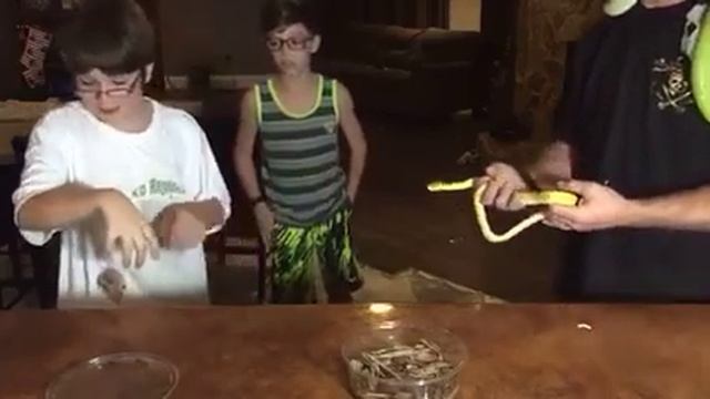 Green Tree Python bites смотреть онлайн