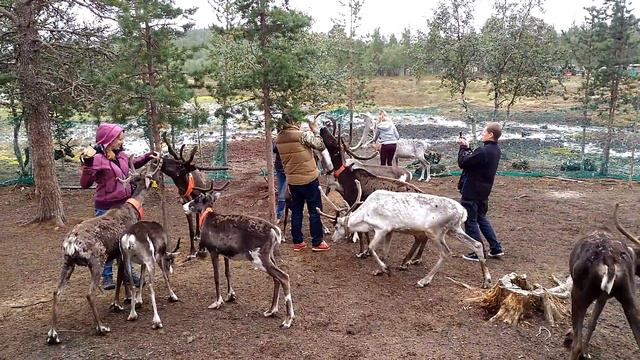 голодные саамские олени смотреть онлайн