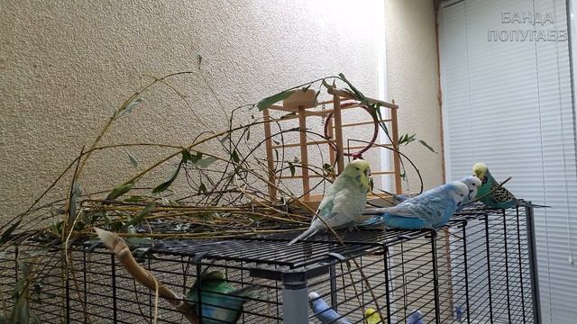 Budgie Sounds For Your Birds