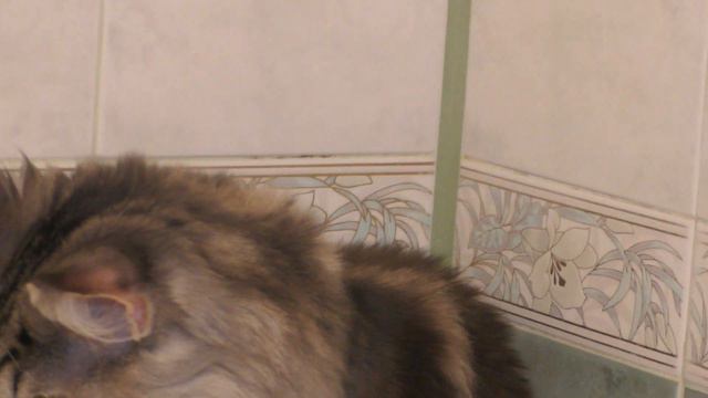 Main Coon Feromon Forest Rich 6.5 месяцев смотреть онлайн