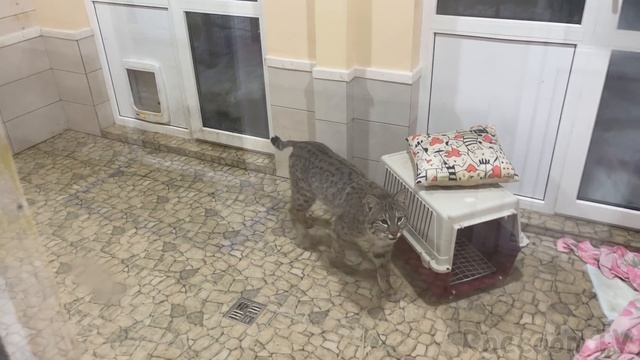 МЕЛИССА ПЕРЕЕЗЖАЕТ К ЕНОТАМ / Большая стирка у Горушки смотреть онлайн