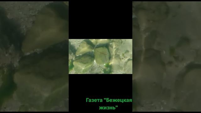 Крым. Море. Рыбки. смотреть онлайн