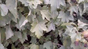 Почему не плодоносит смородина? !