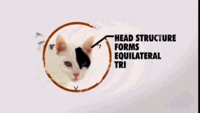 Cats 101: Japanese Bobtail смотреть онлайн