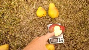 груша Медовый август