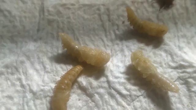 How to Breed Mealworms at Home. | Mealworm Farming. | Mealworm For Finches Java and different Pets смотреть онлайн
