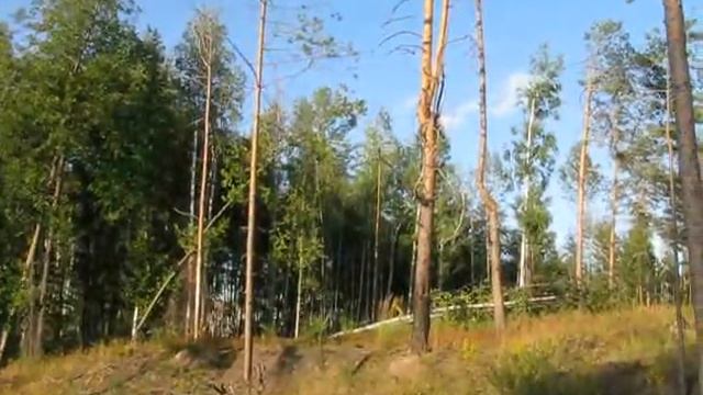 Желна (черный дятел) - голос. смотреть онлайн