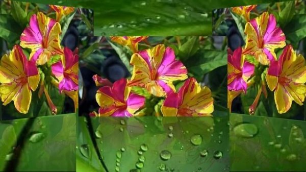 mirabilis.Мирабилис ялапа, или Ночная красавица