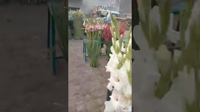 Today Live Frsh Gladiolus Flower Mandi смотреть онлайн