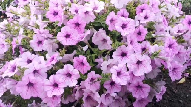 10 РАСЦВЕТОК!!! ПЕТУНИЯ СЕРИЯ ОПЕРА РАСКАЖУ ПЛЮСЫ И МИНУСЫ. август 2023 год смотреть онлайн