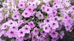 10 РАСЦВЕТОК!!! ПЕТУНИЯ СЕРИЯ ОПЕРА РАСКАЖУ ПЛЮСЫ И МИНУСЫ. август 2023 год