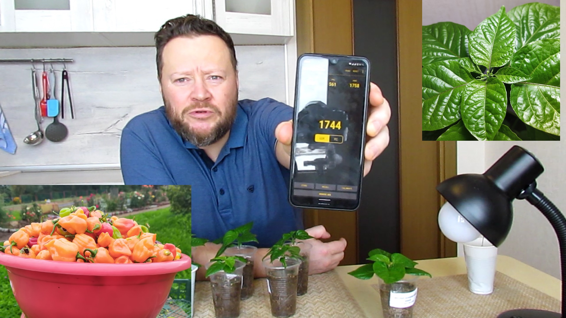 Что неправильно делают за фиолетовыми окнами? Подсветка острых перцев!