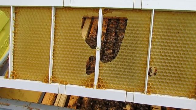 ответы на вопросы - почему пчелы грызут вощину на рамках смотреть онлайн