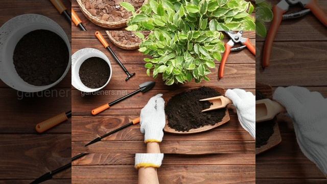 Ознайомлення з природним довкіллям. "Кімнатні рослини" КЗДО "Мрія" смотреть онлайн