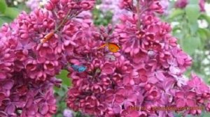 Сирень обыкновенная Знамя Ленина (znamia lenina) ? обзор: как сажать, саженцы сирени Знамя Ленина