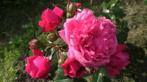 Розы Немецкой селекции Kordes .Мои любимые сорта с названиями.