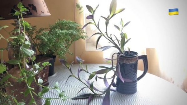 Редкие ТРАДЕСКАНЦИИ и знакомые - 2023   (Rare Varieties of Tradescantia Plant with Names)
