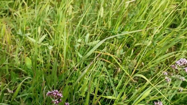 Летний коп монет 2022 ☀ Клад гирек.Сбор душицы смотреть онлайн